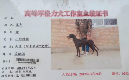 小霸道 900250000445022，GAOD