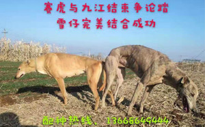 赛虎X踏雪仔 JSTX 51C.jpg