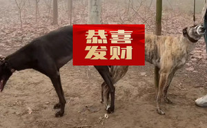 黑托尼XX宝 900215000112367.jpg