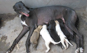 格言X钻石小偷 Jewel Thief.jpg