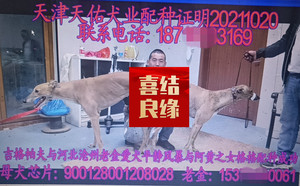 吉格帕夫X格格900128001208028.jpg