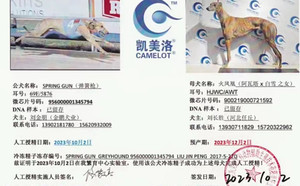 弹簧枪X火凤凰 900219000721592，HJWCAWT.jpg