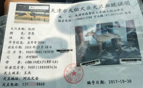 凯特 TY385，900018881702839