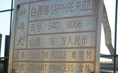 白鼻梁 Sapphire Puzzle，54D 9066，蓝宝石难题