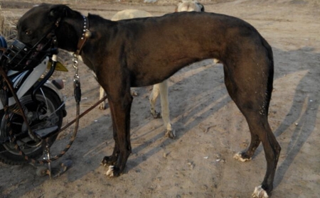 格力犬中英文血统查询