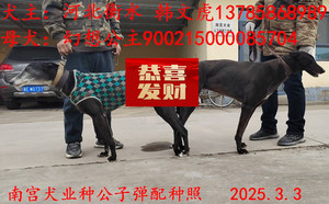 子弹X幻想公主 900215000085704.jpg