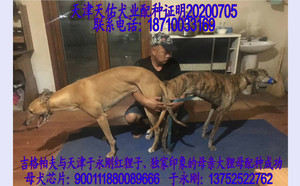 吉格帕夫X狸母 900111880089666.jpg