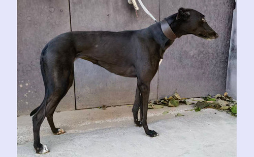 联邦保罗 900022092023597