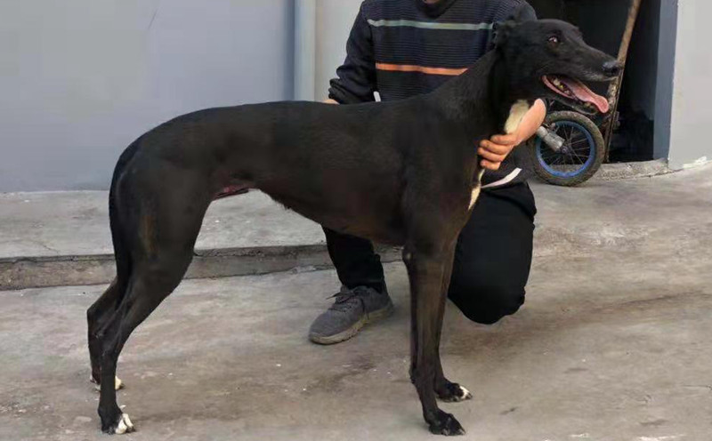 诺里斯黑豆 999111888888036,nlhw1301,小不点 - 格力犬yy--格力犬