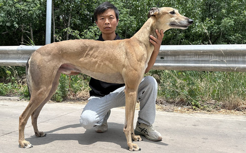 阿尔法 900168801110811