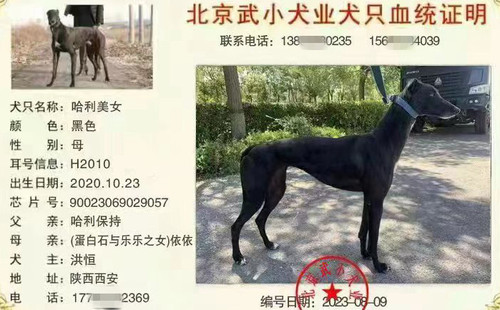 哈利美女 900023069029057