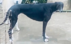 幻影再现 900128001212870.jpg