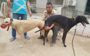 小狼爪X卡佳 Katja.jpg