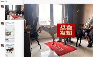 阿尔法X辉煌尼克斯 900023069809942.jpg