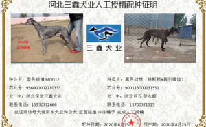 蓝色碰撞X黑色幻想 HSZC 1308，900115000131551.jpg