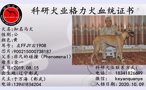知名马犬 900215000738187，FFJY1908