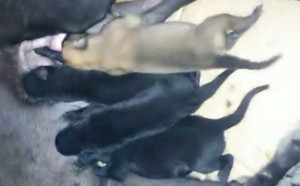 阿斯顿保罗X小攻击 156111110086284，NGQX 611A.jpg