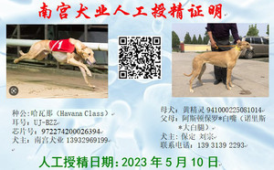 哈瓦那X黄精灵 BLNZ2，941000225081014.jpg