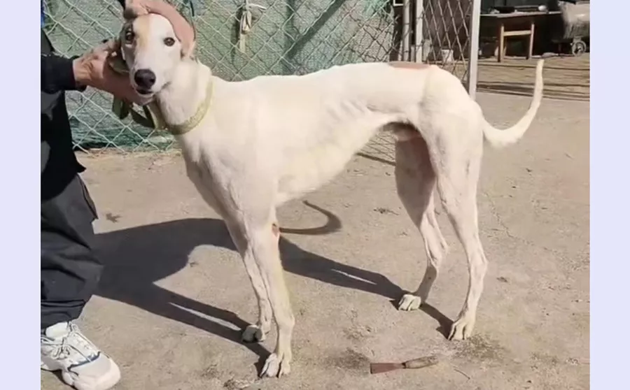 花蛋白石 900168021066265 - 格力犬yy网手机版--格力犬血统查询,繁殖