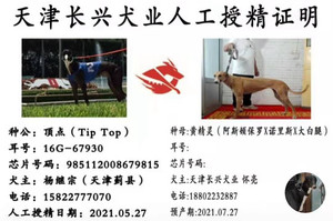 顶点X黄精灵 BLNZ2，941000225080014.jpg