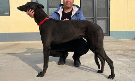 格力犬中英文血统查询