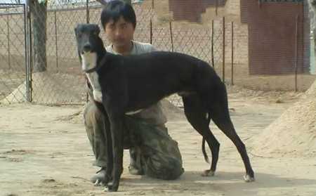 南宫犬业尼克斯图片