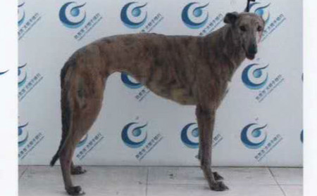 可乐 TY384，900018881702834，彩虹公主