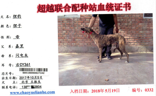 狸豹 CY361，900100000037342