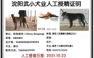 哈利保持X小黑941000225081359.jpg