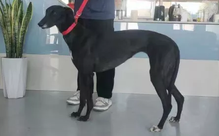 小黑母 900022092028751 - 格力犬yy网手机版--格力犬血统查询,繁殖