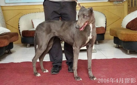 鲨鱼 Historicity，14C 8445