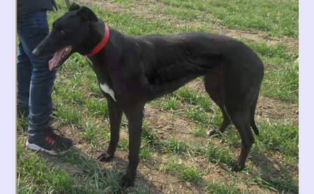 拉克兰戴尔儿 900250000765816，LKXS1810