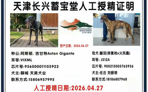 吉甘特X翻羽 900215005763936，J312A.jpg