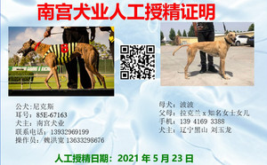 尼克斯X波波 LKZM 1405B，900250000179301.jpg