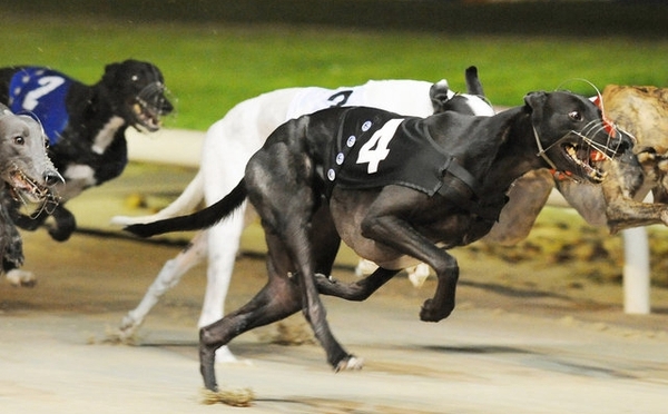 格力犬中英文血统查询