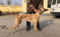 公主 941000225080619