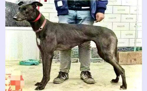 黑蝴蝶 900159000310322