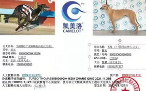 涡轮托马斯X飞鸟 900250000364263，GAOD.jpg