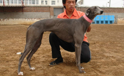 格力犬中英文血统查询