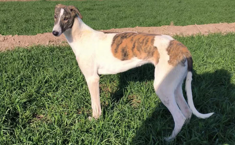 费尔南多·冰墩墩 900219001283857 - 格力犬yy网手机版--格力犬血统