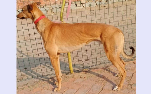 黄哈利 900168021112381，金娃娃