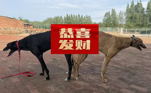 萨德X尼克卡佳 900219000991091，NGXH123AB3.jpg