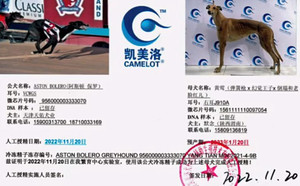 阿斯顿保罗X黄莺 156111110097054，J910A.jpg