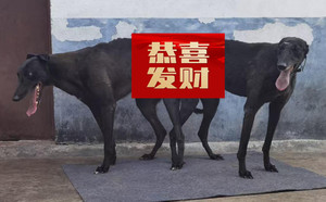 魔法白嘴X乌鸦 900115002829501，NGXH1118BB2.jpg