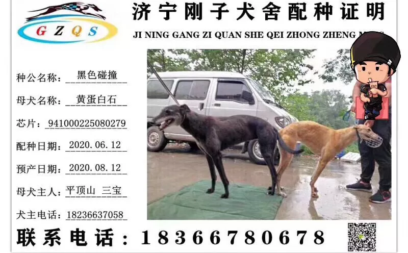 黄蛋白石 dbhf2,941000225080279 - 格力犬yy网手机版--格力犬血统