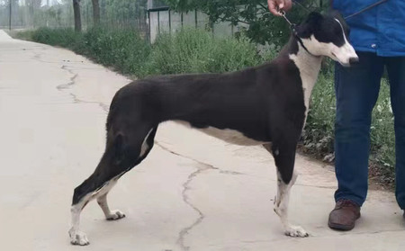 保罗小妹 900252003094292