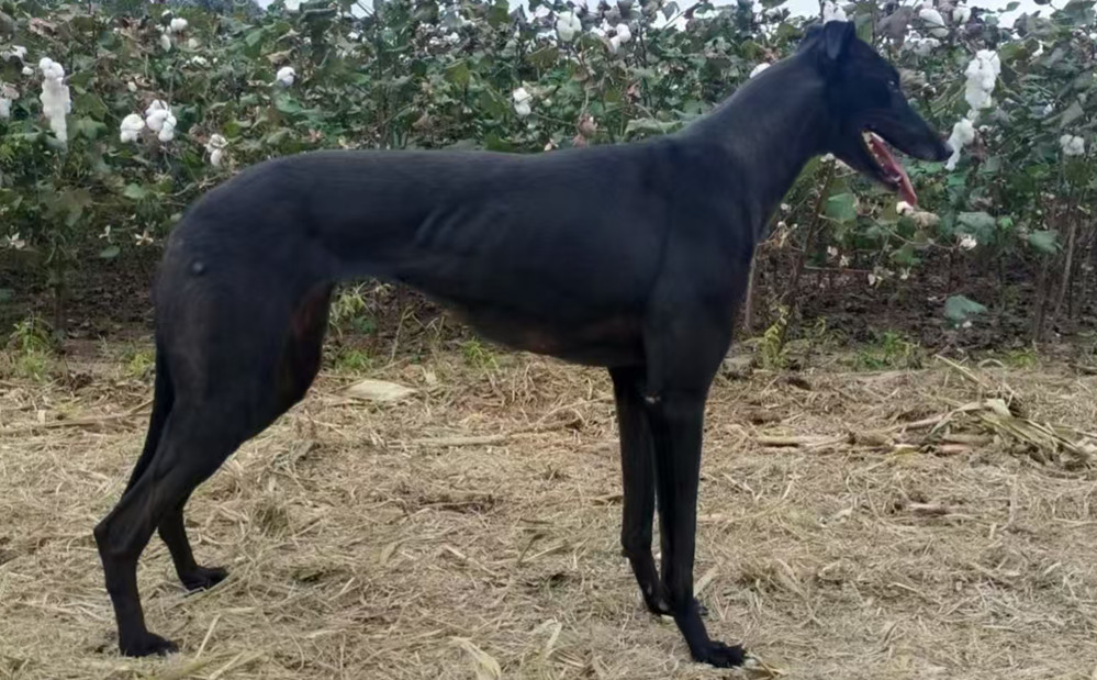 黑赤兔900115002829704，NGXH222A6 - 格力犬YY网电脑版--格力犬