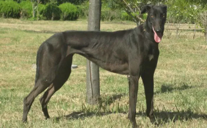 小幻觉 cy104,900250000328615 - 格力犬yy网手机版--格力犬血统查询