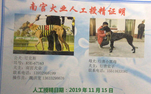 尼克斯X行唐小黑母900115000989841.jpg