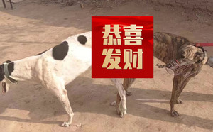 花保罗X大点儿900115001743657，NGXH720M23.jpg